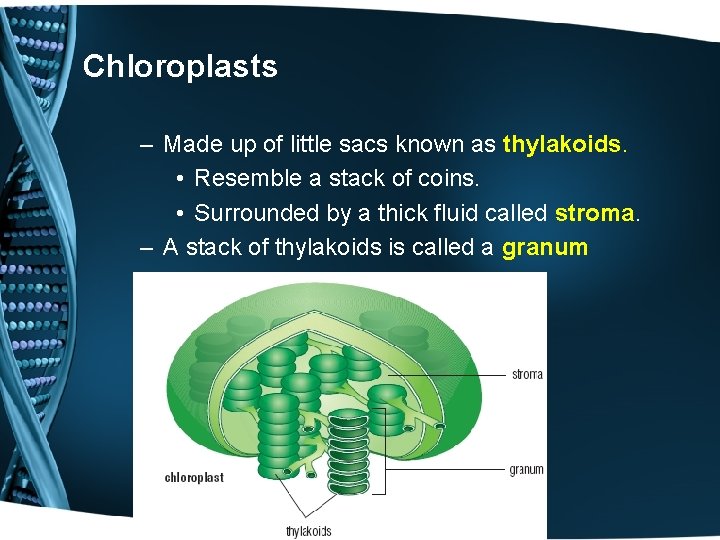 Chloroplasts – Made up of little sacs known as thylakoids. • Resemble a stack