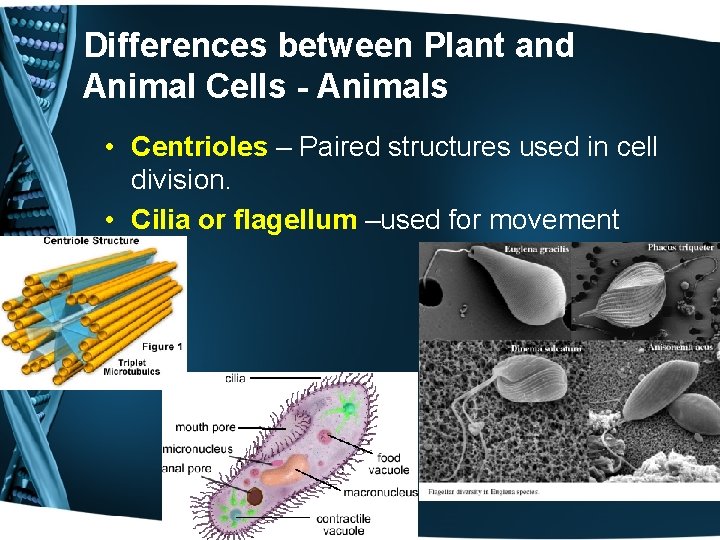 Differences between Plant and Animal Cells - Animals • Centrioles – Paired structures used