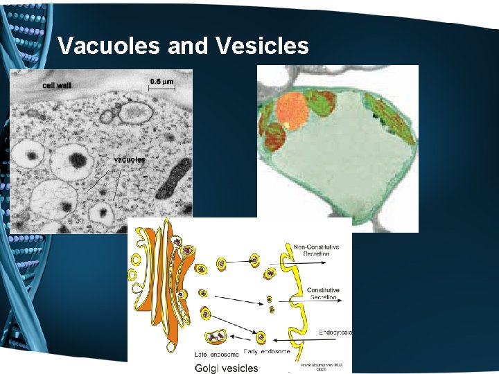 Vacuoles and Vesicles 