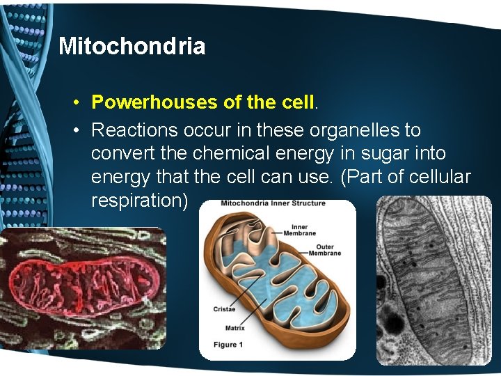 Mitochondria • Powerhouses of the cell. • Reactions occur in these organelles to convert