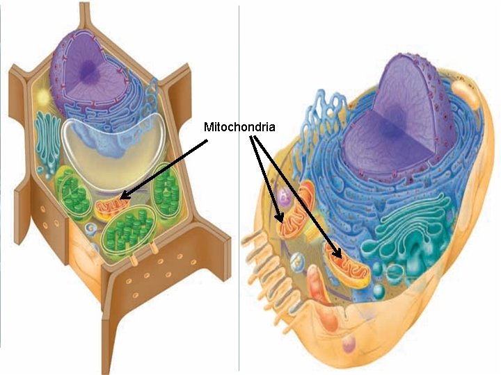 Mitochondria 