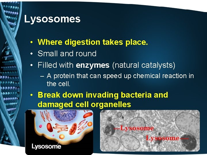 Lysosomes • Where digestion takes place. • Small and round • Filled with enzymes