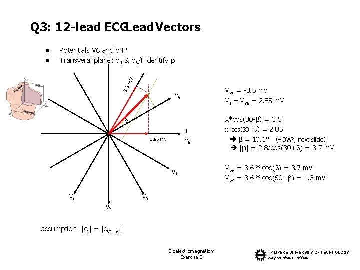 Q 3: 12 -lead ECGLead Vectors n -3. 5 m V n Potentials V