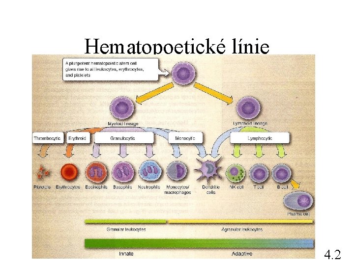Hematopoetické línie 4. 2 