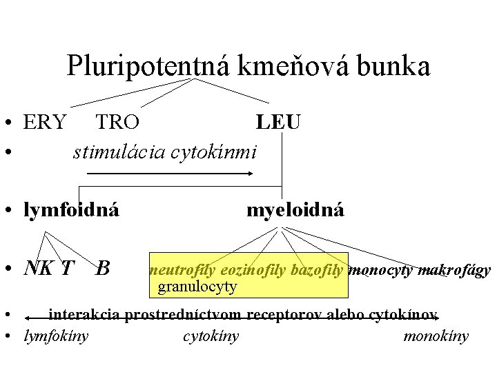 Pluripotentná kmeňová bunka • ERY TRO LEU • stimulácia cytokínmi • lymfoidná • NK