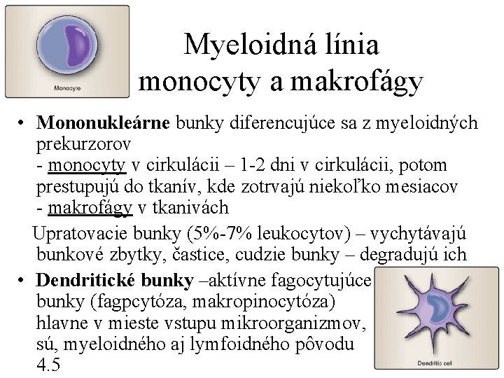 Myeloidná línia monocyty a makrofágy • Mononukleárne bunky diferencujúce sa z myeloidných prekurzorov -