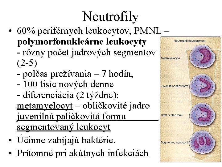 Neutrofily • 60% periférnych leukocytov, PMNL – polymorfonukleárne leukocyty - rôzny počet jadrových segmentov