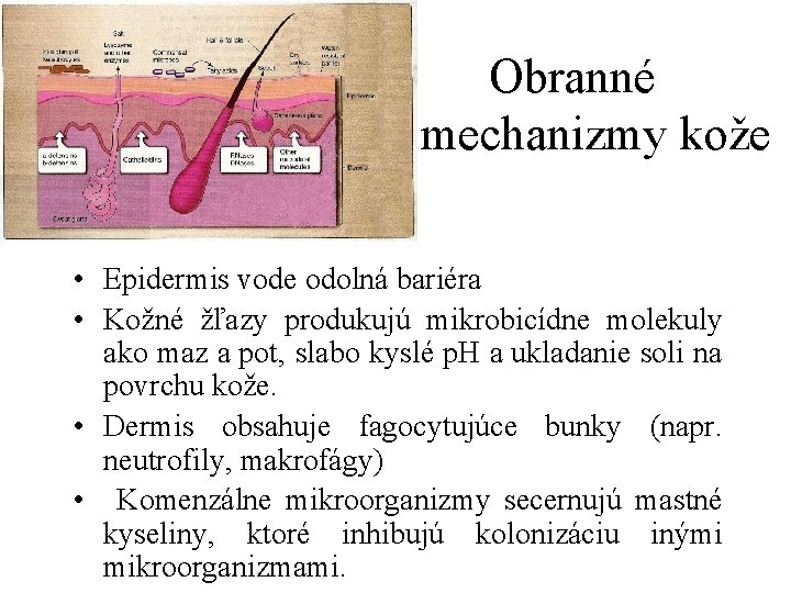 Obranné mechanizmy kože • Epidermis vode odolná bariéra • Kožné žľazy produkujú mikrobicídne molekuly