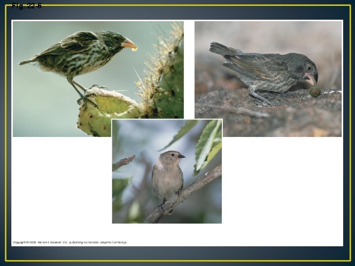 Fig. 22 -6 (a) Cactus-eater (c) Seed-eater In reassessing his observations, Darwin perceived adaptation