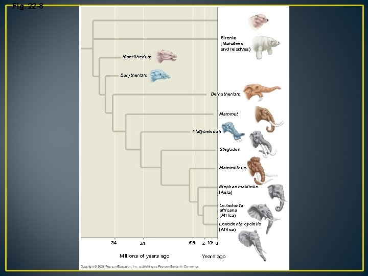 Fig. 22 -8 Hyracoidea (Hyraxes) Sirenia (Manatees and relatives) Moeritherium Barytherium Deinotherium Mammut Platybelodon