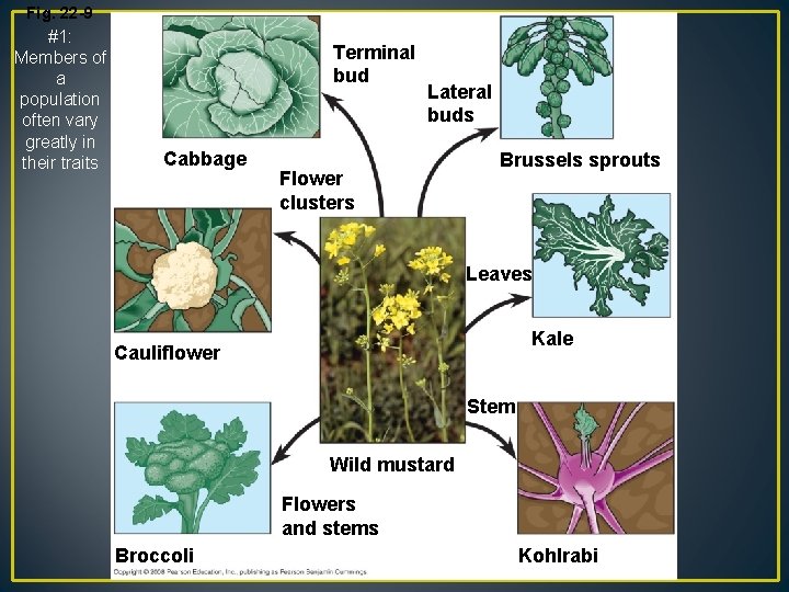 Fig. 22 -9 #1: Members of a population often vary greatly in their traits