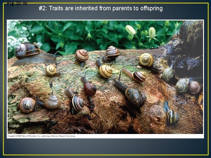 Fig. 22 -10 #2: Traits are inherited from parents to offspring 