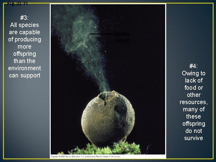 Fig. 22 -11 #3: All species are capable of producing more offspring than the