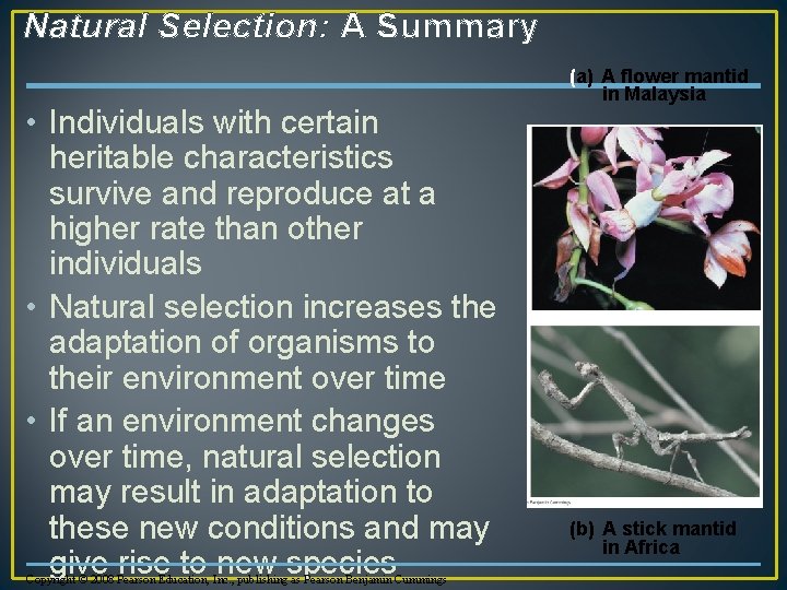 Natural Selection: A Summary • Individuals with certain heritable characteristics survive and reproduce at
