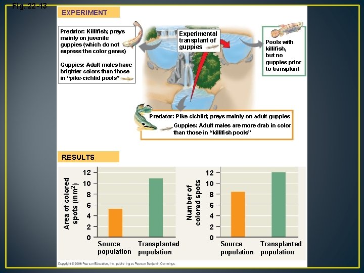 EXPERIMENT Predator: Killifish; preys mainly on juvenile guppies (which do not express the color