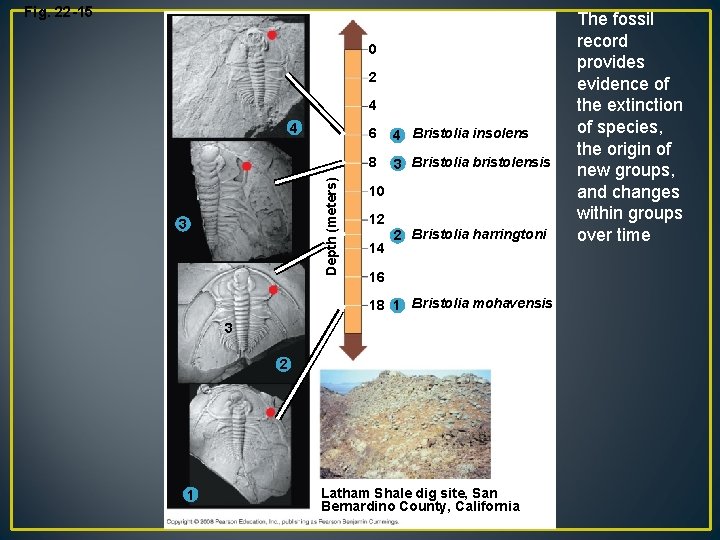 Fig. 22 -15 0 2 4 Depth (meters) 4 3 6 4 Bristolia insolens