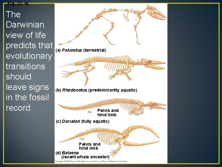Fig. 22 -16 The Darwinian view of life predicts that (a) Pakicetus (terrestrial) evolutionary