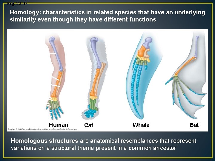 Fig. 22 -17 Homology: characteristics in related species that have an underlying similarity even
