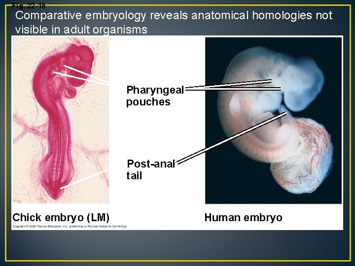 Fig. 22 -18 Comparative embryology reveals anatomical homologies not visible in adult organisms Pharyngeal