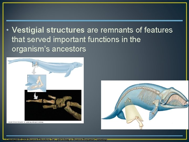  • Vestigial structures are remnants of features that served important functions in the