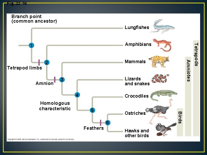 Fig. 22 -19 Branch point (common ancestor) Lungfishes Amnion Lizards and snakes 3 4