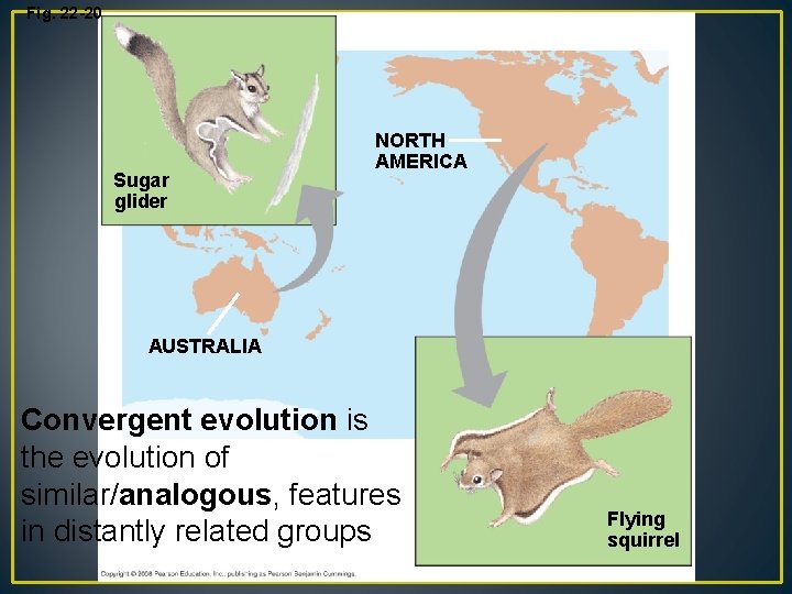 Fig. 22 -20 Sugar glider NORTH AMERICA AUSTRALIA Convergent evolution is the evolution of