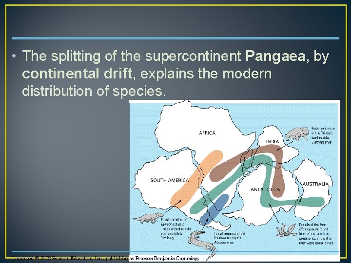  • The splitting of the supercontinent Pangaea, by continental drift, explains the modern