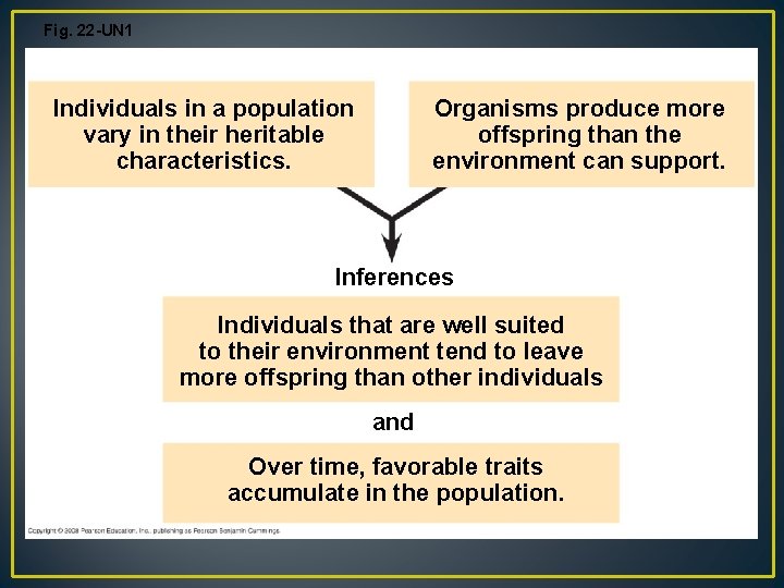 Fig. 22 -UN 1 Observations Individuals in a population vary in their heritable characteristics.