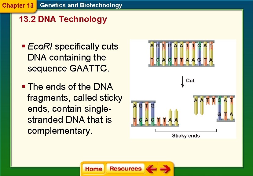 Chapter 13 Genetics and Biotechnology 13. 2 DNA Technology § Eco. RI specifically cuts