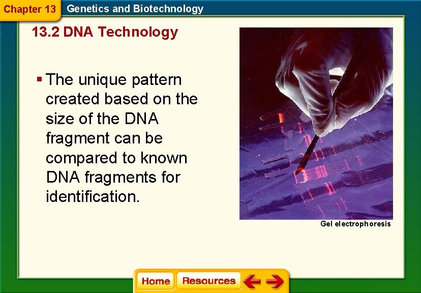 Chapter 13 Genetics and Biotechnology 13. 2 DNA Technology § The unique pattern created