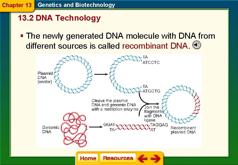 Chapter 13 Genetics and Biotechnology 13. 2 DNA Technology § The newly generated DNA