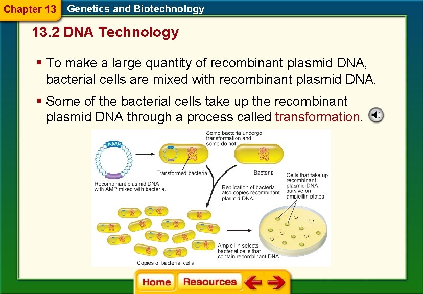 Chapter 13 Genetics and Biotechnology 13. 2 DNA Technology § To make a large