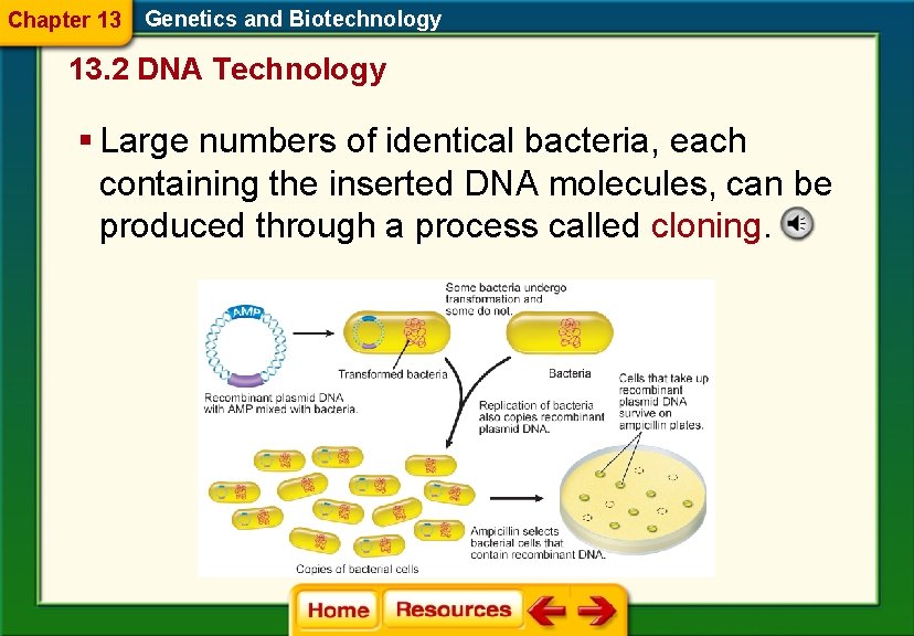 Chapter 13 Genetics and Biotechnology 13. 2 DNA Technology § Large numbers of identical
