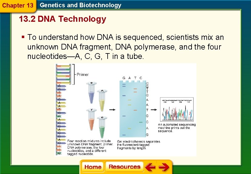 Chapter 13 Genetics and Biotechnology 13. 2 DNA Technology § To understand how DNA