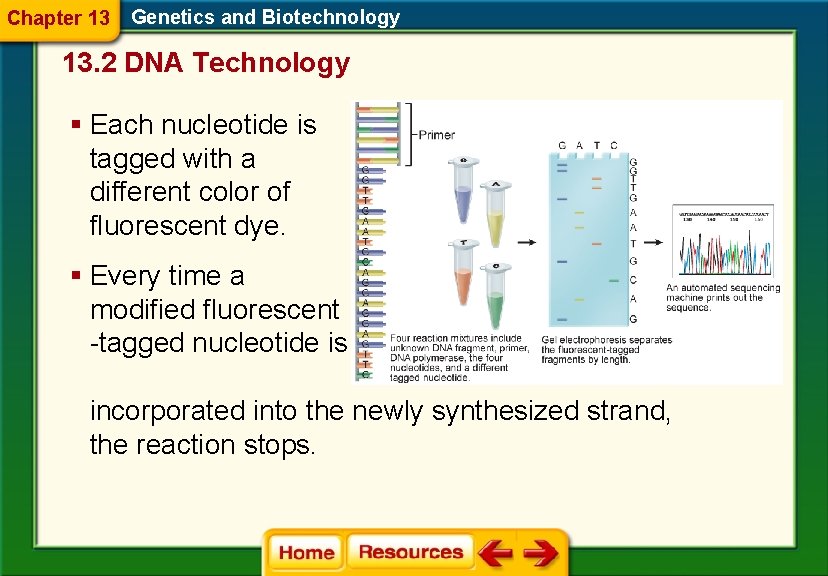 Chapter 13 Genetics and Biotechnology 13. 2 DNA Technology § Each nucleotide is tagged