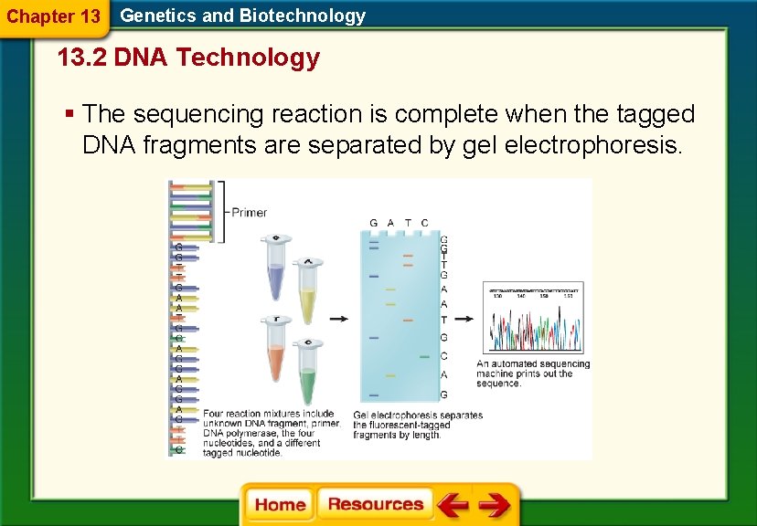 Chapter 13 Genetics and Biotechnology 13. 2 DNA Technology § The sequencing reaction is