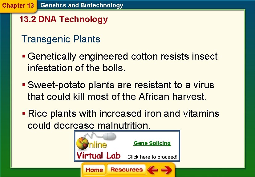 Chapter 13 Genetics and Biotechnology 13. 2 DNA Technology Transgenic Plants § Genetically engineered