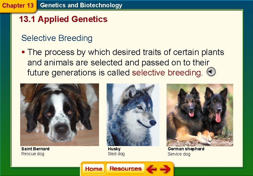 Chapter 13 Genetics and Biotechnology 13. 1 Applied Genetics Selective Breeding § The process