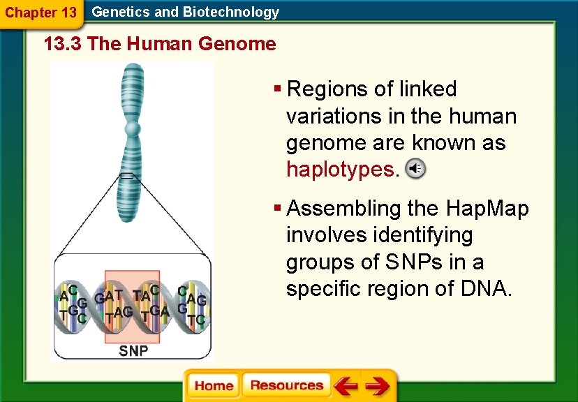 Chapter 13 Genetics and Biotechnology 13. 3 The Human Genome § Regions of linked