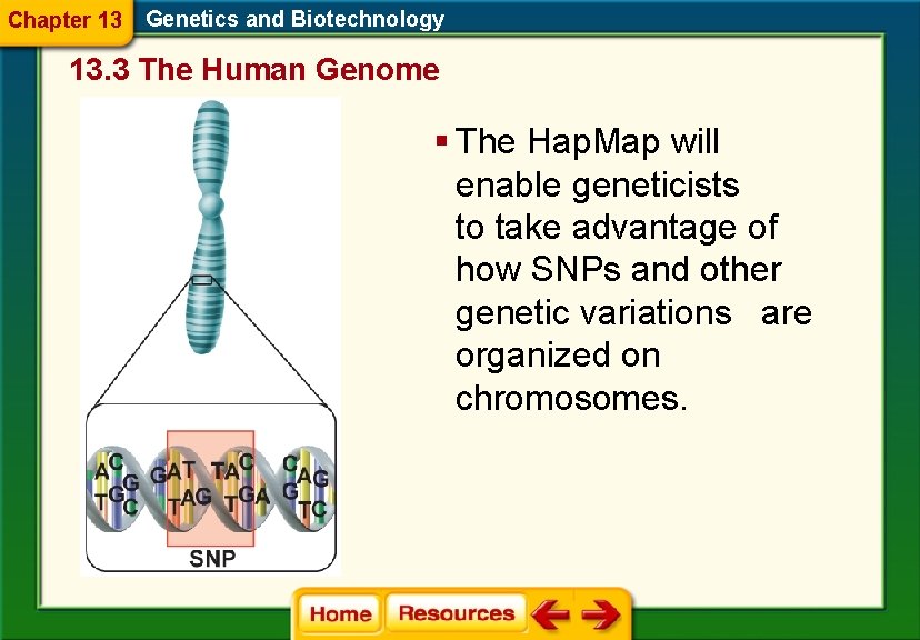 Chapter 13 Genetics and Biotechnology 13. 3 The Human Genome § The Hap. Map