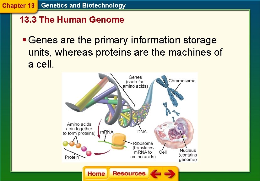 Chapter 13 Genetics and Biotechnology 13. 3 The Human Genome § Genes are the