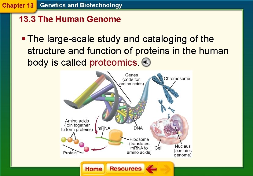 Chapter 13 Genetics and Biotechnology 13. 3 The Human Genome § The large-scale study