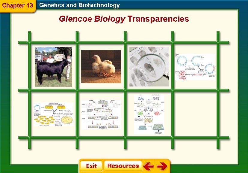 Chapter 13 Genetics and Biotechnology Glencoe Biology Transparencies 