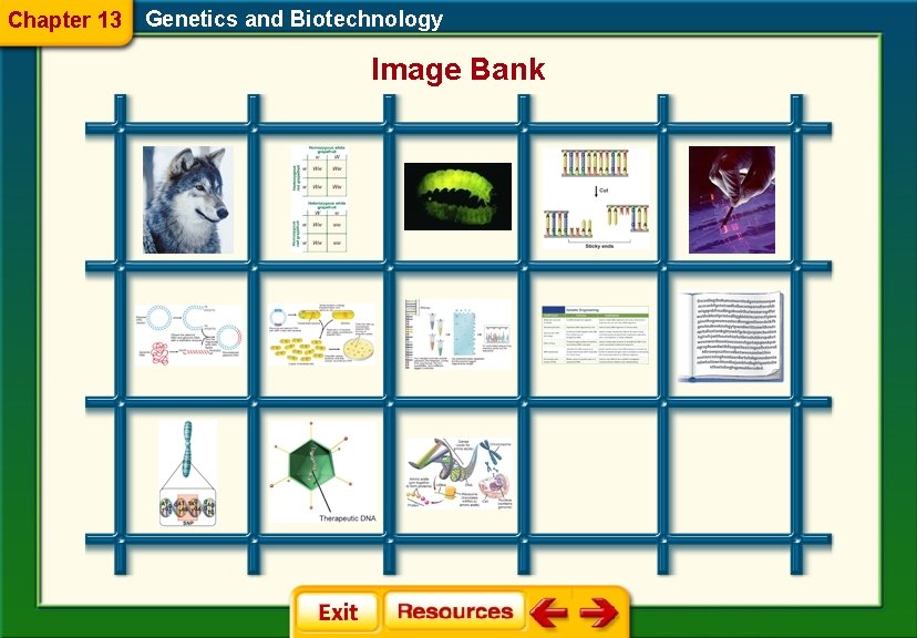 Chapter 13 Genetics and Biotechnology Image Bank 