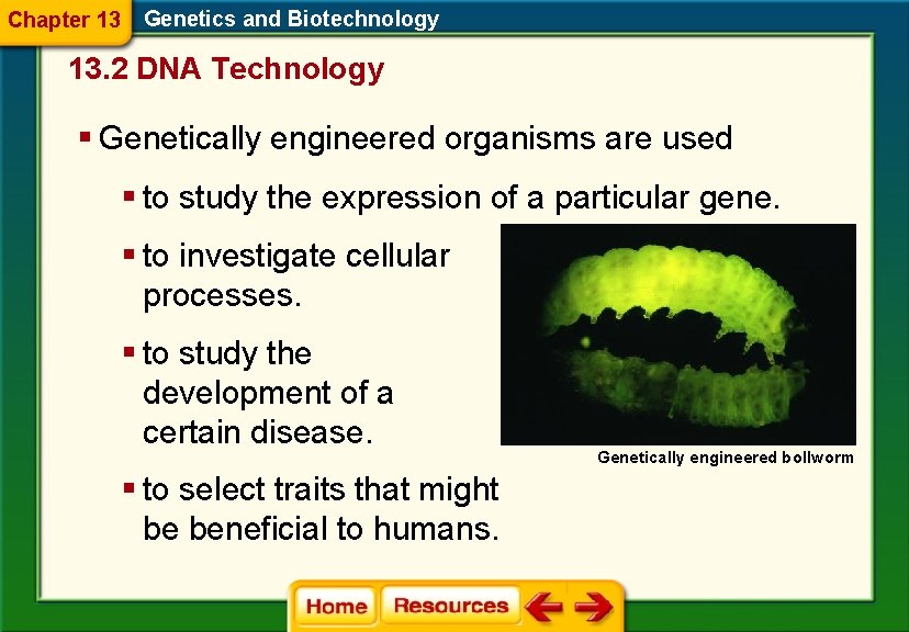 Chapter 13 Genetics and Biotechnology 13. 2 DNA Technology § Genetically engineered organisms are