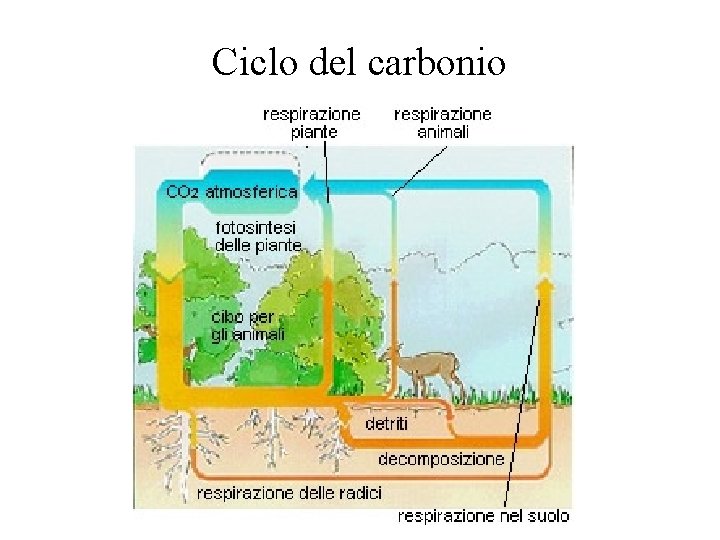 Ciclo del carbonio 