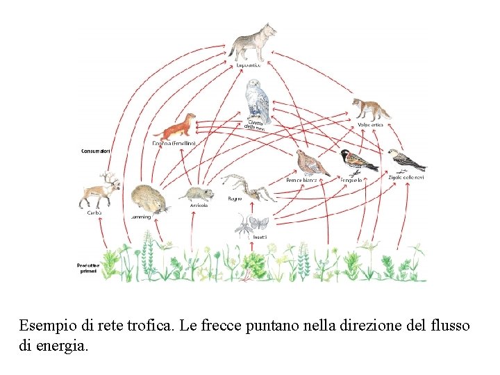 Esempio di rete trofica. Le frecce puntano nella direzione del flusso di energia. 