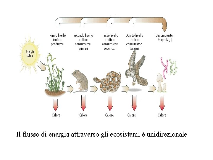 Il flusso di energia attraverso gli ecosistemi è unidirezionale 