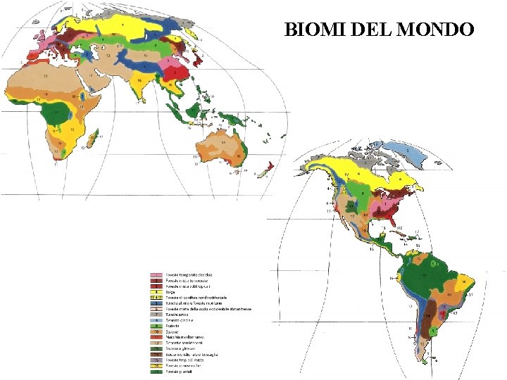 BIOMI DEL MONDO 