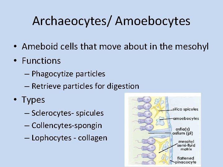 Archaeocytes/ Amoebocytes • Ameboid cells that move about in the mesohyl • Functions –